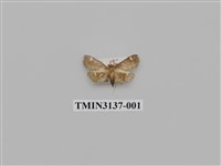 藏品(螟蛾265)的圖片